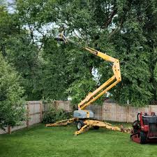  , DC Tree Removal and Landscaping Services Pros